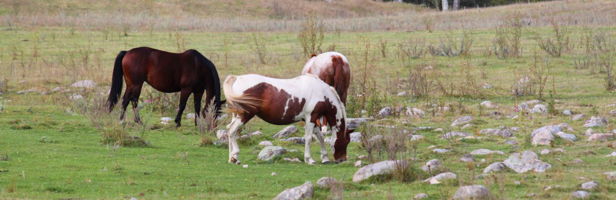 Slide-Recreation-Riding-Stables