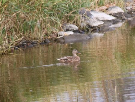 brainerd-nature-photo-gallery-12