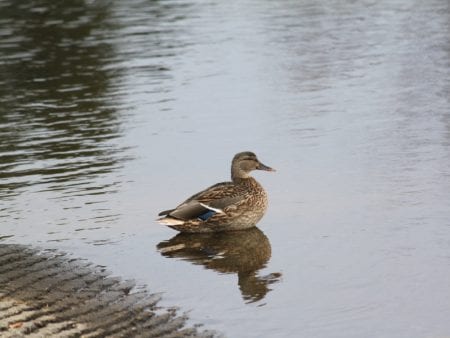 brainerd-nature-photo-gallery-16