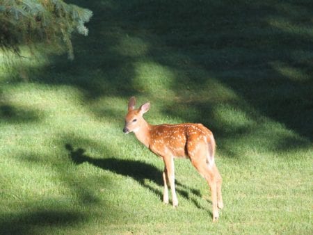 brainerd-nature-photo-gallery-5