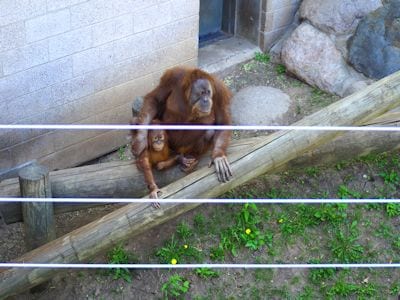 Northern Sumatra Orangutan