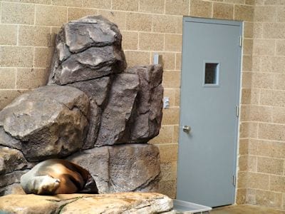 A seal napping on the rocks in his tank at the Como Zoo.