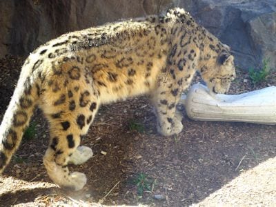 Central Asian Snow Leopard