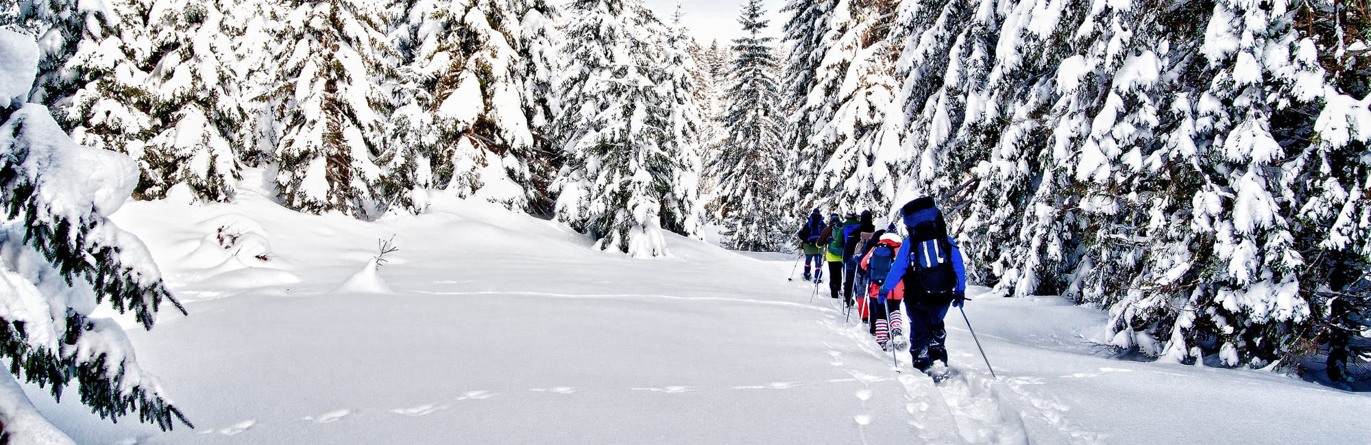 Group of snowshoe hiker in winter forest