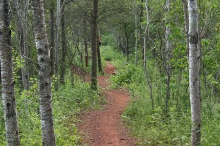 cuyuna-mountain-bike-trail-28