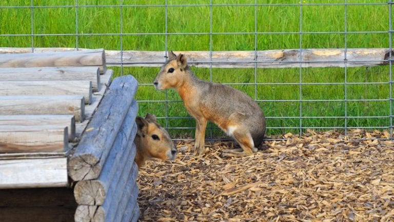 Safari North Zoo Brings You Up Close and Personal with Local Wildlife