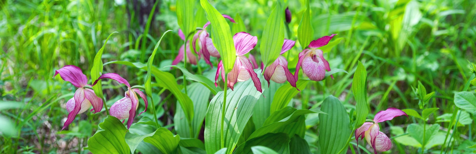 slide-blog-lady-slipper-orchids