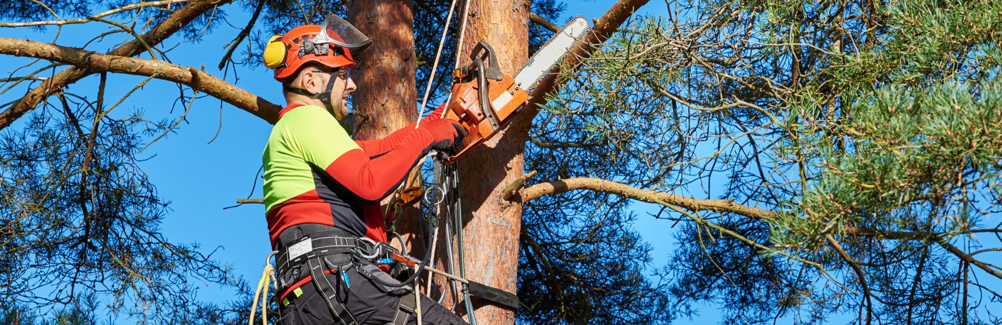 Lumberjack with saw and harness climbing a tree