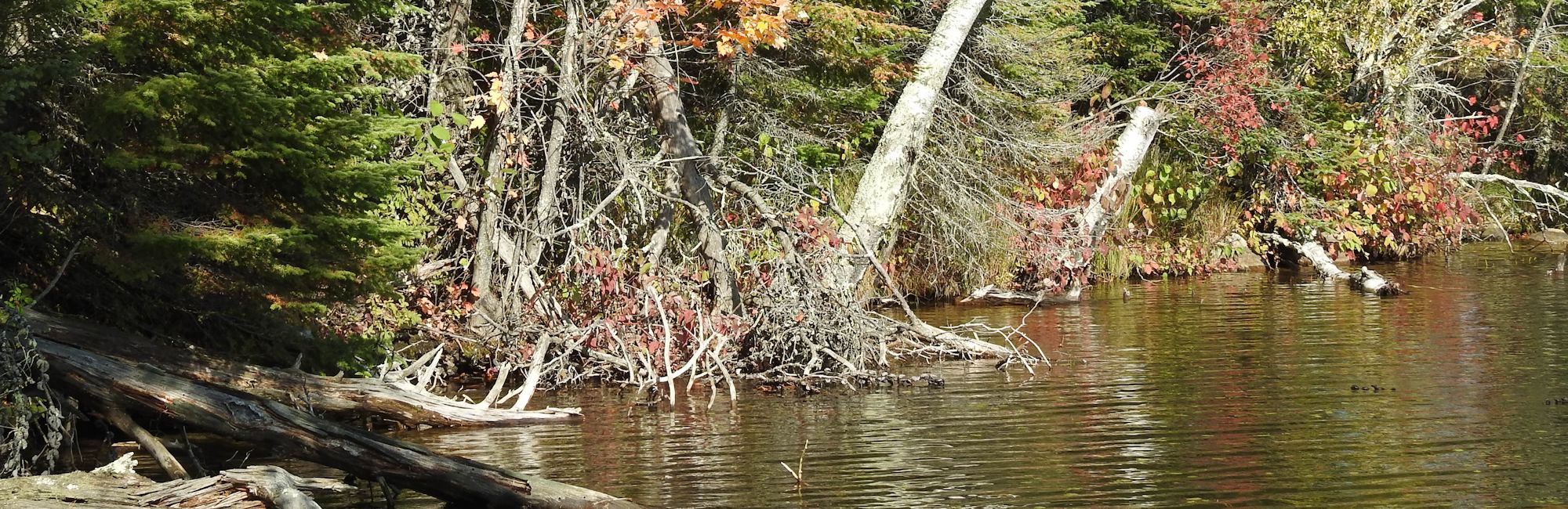 brainerd-draught-fall-colors-1